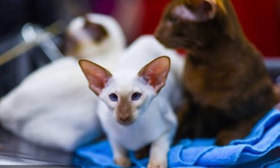 怎么訓(xùn)練彼得禿貓 彼得禿貓訓(xùn)練方法