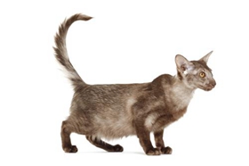 怎么訓練爪哇貓睡貓窩 幼貓訓練注意事項