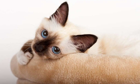 如何訓練歐洲緬甸貓 歐洲緬甸貓訓練注意事項