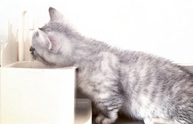 曼基康貓會跳環嗎 曼基康貓跳環訓練