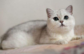 重點色短毛貓咬人怎么辦 重點色短毛貓不咬人訓練