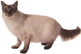 爪哇貓偷吃怎么訓斥 如何訓練爪哇貓不偷吃