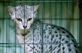 怎么訓練加州閃亮貓裝死 加州閃亮貓裝死訓練