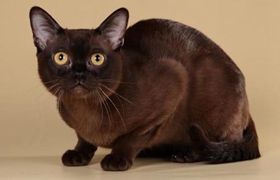 歐洲緬甸貓怎么相處 歐洲緬甸貓相處細節