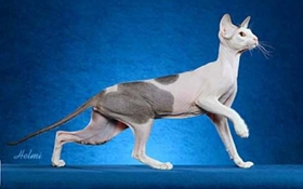 加州閃亮貓不聽話怎么辦 加州閃亮貓聽話訓練方法