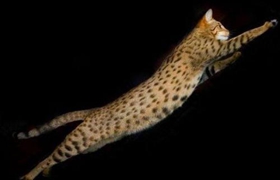 阿舍拉貓不會用貓抓板 阿舍拉貓貓抓板使用訓練