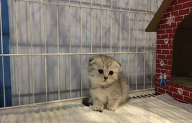 怎么訓練曼基康貓睡在固定地點 曼基康貓睡覺訓練