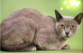 歐洲緬甸貓錯誤訓練有哪些 錯誤訓練問題介紹