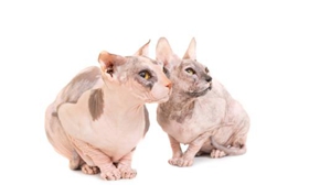 怎么調教彼得禿貓不爬床 彼得禿貓不爬床訓練