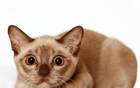 怎么訓練歐洲緬甸貓睡在固定地點