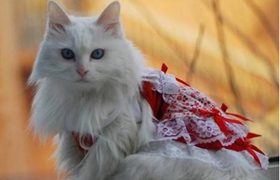 怎么訓練蒂凡尼貓 蒂凡尼貓訓練理論知識