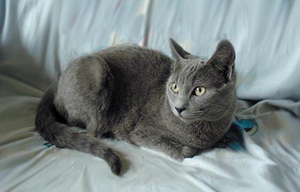 俄羅斯藍貓怎么喂養 藍貓喂養要點