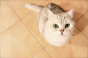 貓寄養需要注意什么 貓咪寄養注意事項