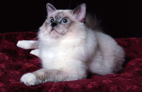 威爾斯貓怎么養(yǎng) 威爾斯貓飼養(yǎng)方法