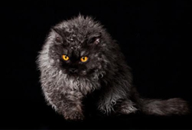 塞爾凱克卷毛貓吃什么 塞爾凱克卷毛貓喂食指南