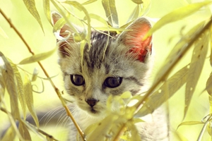 波米拉貓吃什么 波米拉貓喂養知識