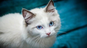 波米拉貓怎么養 波米拉貓飼養要點