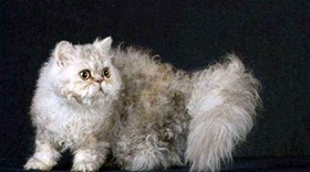 塞爾凱克卷毛貓怎么養(yǎng) 塞爾凱克卷毛貓養(yǎng)護手冊