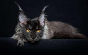 緬因貓喜歡吃什么 緬因貓喂食方式