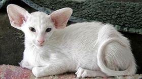 如何訓練東方貓睡在固定地方 東方貓睡覺訓練