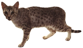 奧西貓不聽話怎么辦 不聽話的奧西貓改造作戰