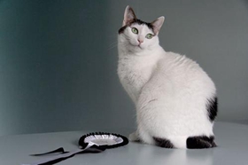 怎么訓練日本短尾貓不叫 日本短尾貓亂叫解決辦法