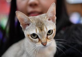 新加坡貓怎么訓練 新加坡貓訓練注意事項