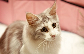 怎么訓練柯尼斯卷毛貓上廁所 柯尼斯卷毛貓上廁所訓練法