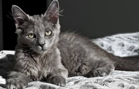 怎么訓練內華達貓不亂抓家具 內華達貓亂抓家具制止方法