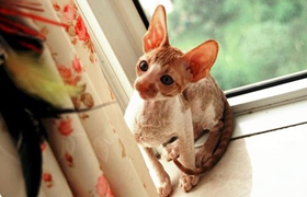 柯尼斯卷毛貓怎么學游泳 柯尼斯卷毛貓游泳訓練