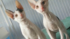 柯尼斯卷毛貓怕水怎么辦 柯尼斯卷毛貓怕水解決辦法