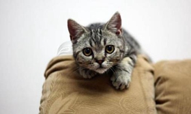 美國剛毛貓不會上廁所怎么辦 美國剛毛貓上廁所訓練