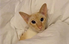 怎么訓練重點色短毛貓用貓抓板