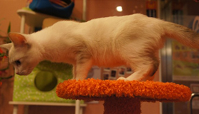 如何訓練雪鞋貓用馬桶 雪鞋貓 馬桶使用訓練