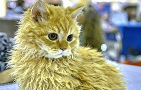 如何訓(xùn)練德文卷毛貓站起來(lái) 德文卷毛貓站立訓(xùn)練