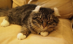 如何調(diào)教美國(guó)卷耳貓 美國(guó)卷耳貓調(diào)教手冊(cè)