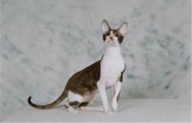 柯尼斯卷毛貓不聽話怎么辦 柯尼斯卷毛貓言聽計從訓練法