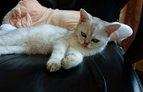 如何訓練波米拉貓抓老鼠 波米拉貓抓老鼠訓練