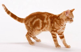 美國剛毛貓怎么訓練 美國剛毛貓訓練方法