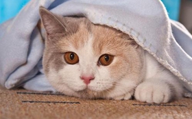 卡爾特貓不會用馬桶怎么訓練 馬桶使用訓練方法