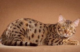 如何訓練奧西貓不咬人 奧西貓咬人糾正方法