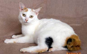 日本短尾貓調皮怎么辦 日本短尾貓乖巧訓練方法