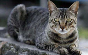 如何訓練美國剛毛貓裝死 美國剛毛貓裝死訓練