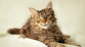 拉邦貓會打滾嗎 拉邦貓打滾訓練