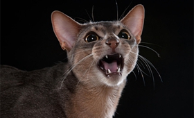 怎么訓練波米拉貓不亂抓 波米拉貓亂抓解決辦法