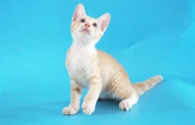 德文卷毛貓會(huì)咬人怎么辦 德文卷毛貓不咬人訓(xùn)練