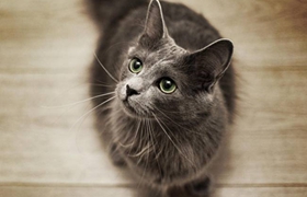 怎么訓練內華達貓 內華達貓訓練方法