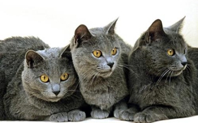 卡爾特貓怎么訓練 卡爾特貓訓練小妙招