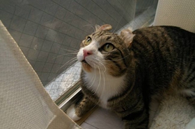 美國(guó)卷耳貓記仇怎么辦 美國(guó)卷耳貓記仇解決辦法