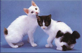 日本短尾貓會打滾嗎 日本短尾貓打滾訓練方法